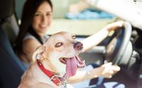 Auto Insurance  by Alyssa Joy Lunghi - Insurance for Dog Owners