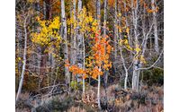 Lewinsky Photography by Lewinsky Photography