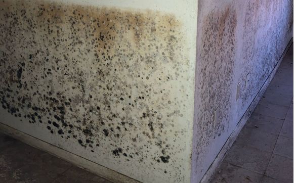 Mold Remediation  by Kingsley Water Damage Restoration 