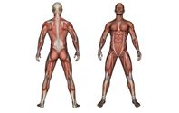 Meticulously Deep Tissue by Meticulous Massage