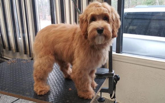 Services  by Pawsitive Vibes Pet Spa
