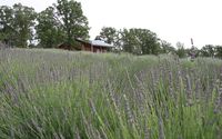 We are an Agritourism Lavender Farm by HONEY CREEK FARM