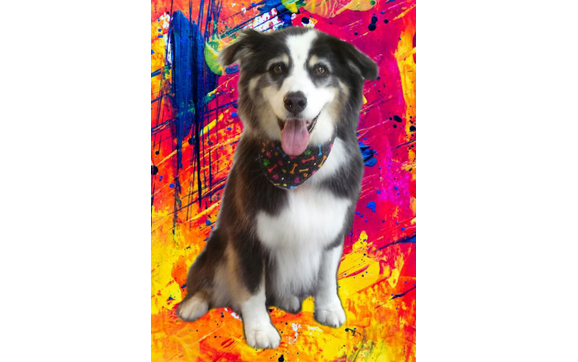 Pet Grooming by Pawsitive Vibes Pet Spa