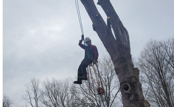 Home Improvement Project Planning (trees) by Earth Tenders Tree Care