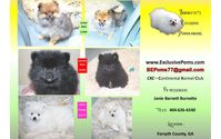 CKC Pomeranian Puppies - Males & Females by Burnette's Exclusive Pomeranians