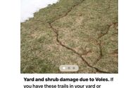 Vole eradication! by Ferretti’s Pest Inspection, Consulting & Radon Measurement