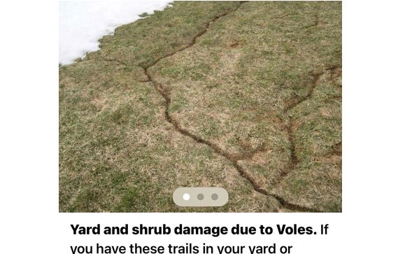 Vole eradication! by Ferretti’s Pest Inspection, Consulting & Radon Measurement