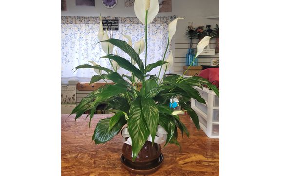 House Plants by Bayfield Blooms
