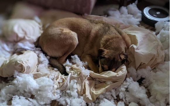 Separation Anxiety Training-Dogs by Stephanie Barger | Canine Zen | Virtual Dog Training | Alignable Ambassador