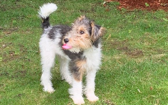 Dog Training Services by DogLogic.com, Manchester, NH Lyn Richards Pawlowski