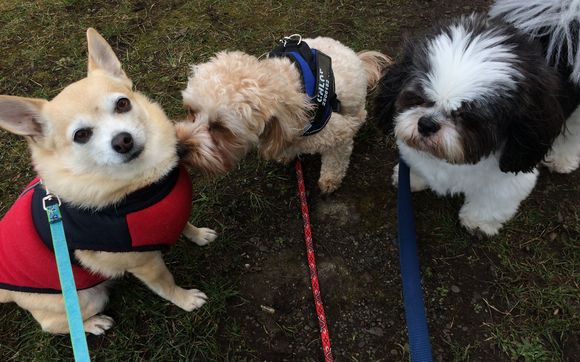 Merry Puppinns Dog Walking Services by Merry Puppinns Dog Walking/Cat Visits/Petsitting Services