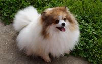 Pet Adoption Service by Burnette's Exclusive Pomeranians