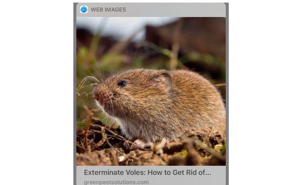 Vole eradication  by Ferretti’s Pest Inspection, Consulting & Radon Measurement