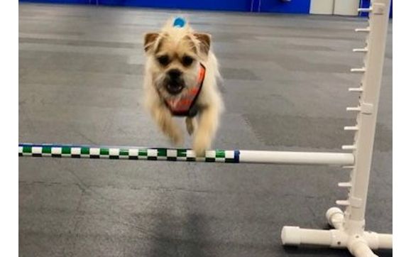Obedience Training by DogLogic.com, Manchester, NH Lyn Richards Pawlowski