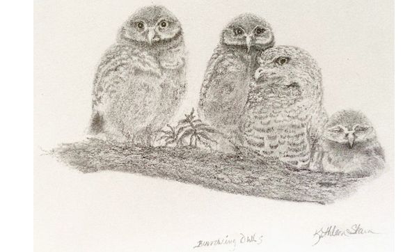 Burrowing Owls  by www.Kathleenslavenart.com 