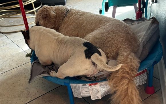 Pet Sitting by Rusty's Furry Companions