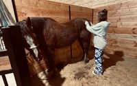 We offer free Faith Based Equine Assisted Therapy for at risk Youth. by GodSpeed Equine