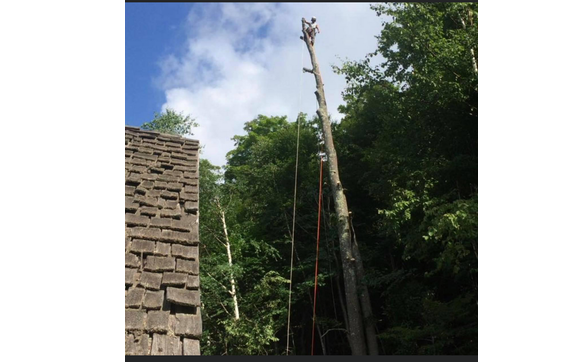 Tree Pruning by Catamount Tree Service in Williamstown Area - Alignable