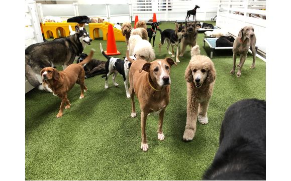 24 hour Fuul Service Dog Care Canter by L A Dogworks