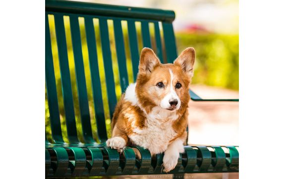 Pet Photograher by Al Norris Photography