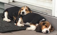 Dog Walking by Rose City Beagles