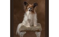 Pet Photography by Constance Sanders Photography