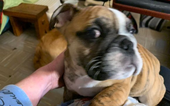 Babysitting Dogs.   by Lonely Hearts Dog Sitting