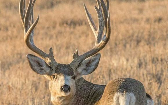 Preference Points, Vouchers and Planning take home Big Deer every year by Discounted Hunts and Vouchers