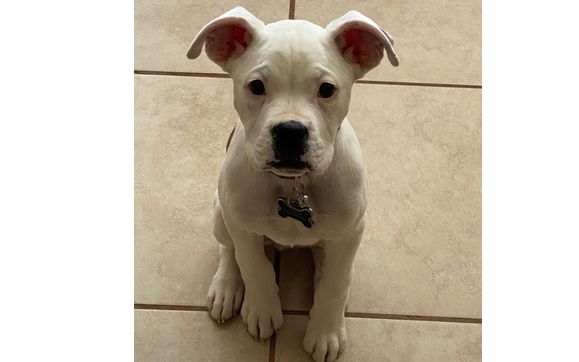 Dog Training and Behavior Modification by Stephanie Barger | Canine Zen | Virtual Dog Training | Alignable Ambassador