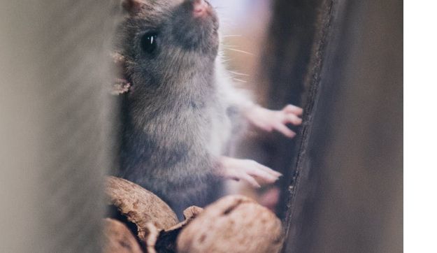 Rodent Control by Sasquatch Pest Control, LLC
