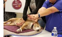 Pet first aid classes that are practical and fun! by Pet First Aid 4U