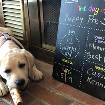 Gift Certificate for your Best Friend with 4 legs. by Cassio Pet Resort & Dog Training Center