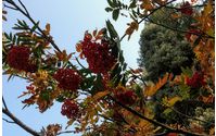 Herbalism and Herbal Medicine by Bare Energy Healing