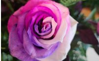 Curbside Pickup by Shananne Cain Florist Inc