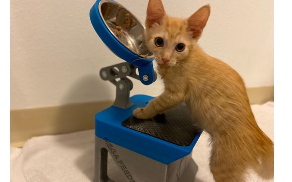 Megaesophagus shop cat feeder