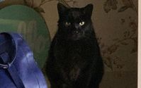Online Ordering by Black Cat Clothing Co.