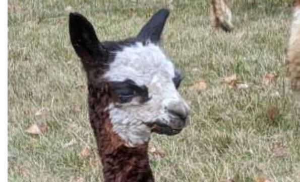 Sustainable Agriculture by Harvard Alpaca Ranch