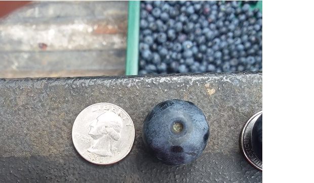 Naturally grown blueberries.  by Twin Creek Ranch