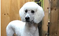 Animal grooming. by Jessy’s Pups LLC