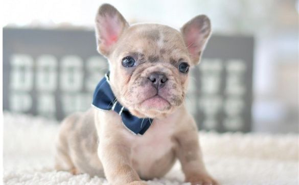 Merle french 2024 bulldog puppy