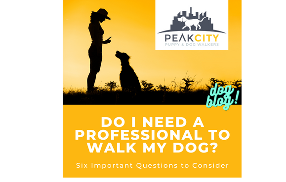 Professional Dog Walking by Peak City Puppy & Dog Walkers