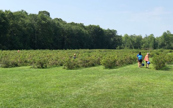 Blueberries  by Old Barn Farm