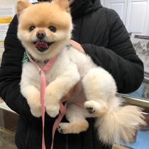 Pet Grooming by Cassio Pet Resort & Dog Training Center