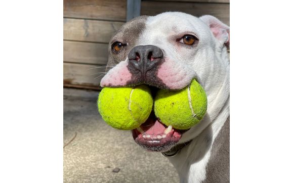 Bazinga loves his balls. by Milo Foundation - Milo Point Richmond