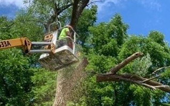 Tree Removal by L. Moore Tree Service in Auburn, NY - Alignable