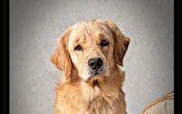 Pet Photograher by Ruth Wedge Photography