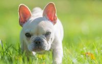 Pet Photograher by Robert DiTommaso Photography LLC