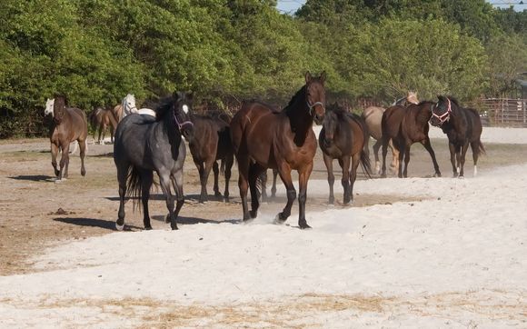 Horse Rescue and Animal Sanctuary by F.R.I.E.N.D.S. Horse Rescue & Sanctuary/Florida Research Institute for  Equine Nurturing, Development & Safety, Inc.