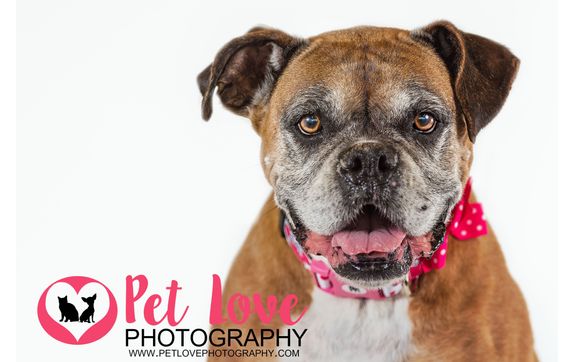 Lifestyle Pet Portrait Sessions by Pet Love Photography