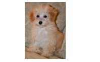 Pet Photograher by Holden Jay Photography & Multi-Media Video Studios